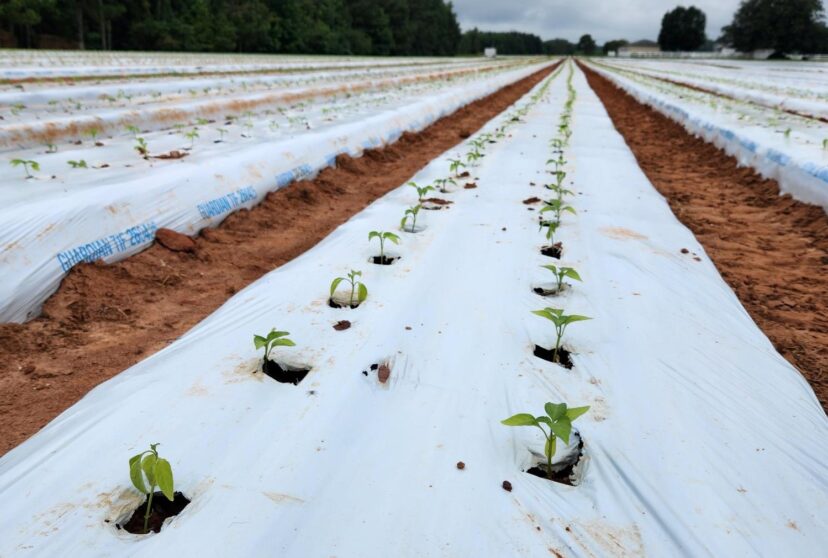 Fall peppers are starting to go into the ground.