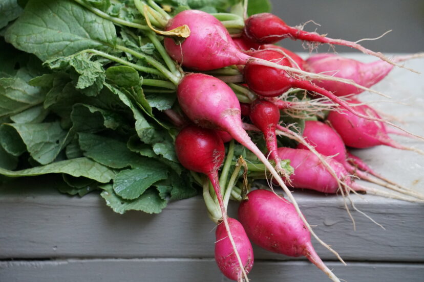 Fresh picked radishes from the garden.