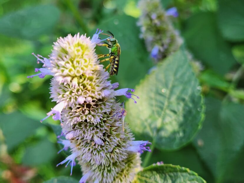 Green-headed sweat bees are frequent visitors to anise hyssop flowers.