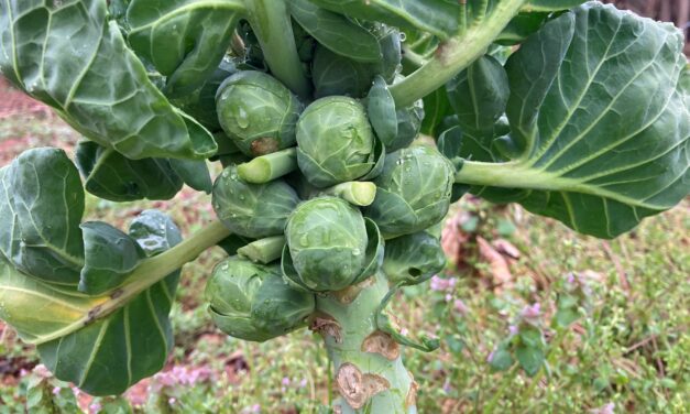 Start Brussels Sprouts Now for a Winter Harvest