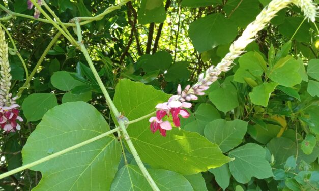 What Is It? Wednesday – Kudzu flowers