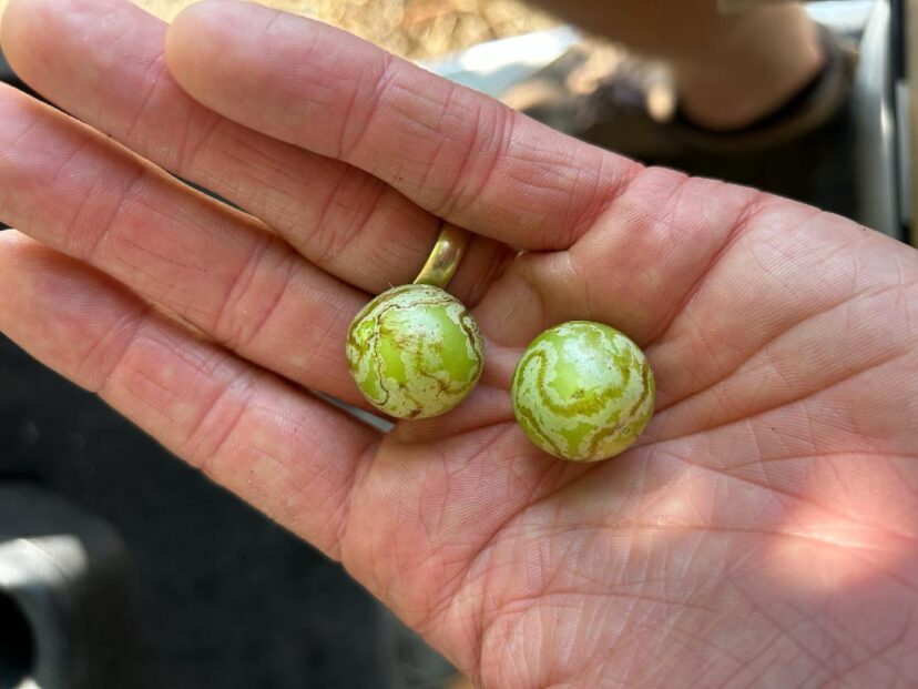 Leafminers on Muscadine Fruit
