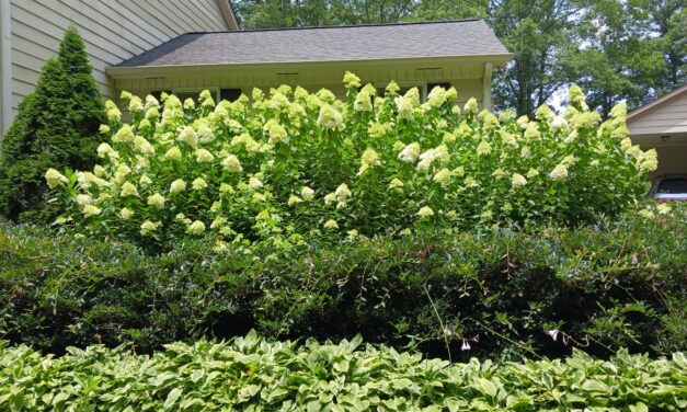 In the Limelight: Hydrangea paniculata