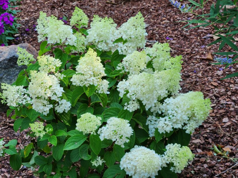 Little Hottie® (Hydrangea paniculata ‘Bailpanone’ PP32,549) was bred in Georgia for heat tolerance.