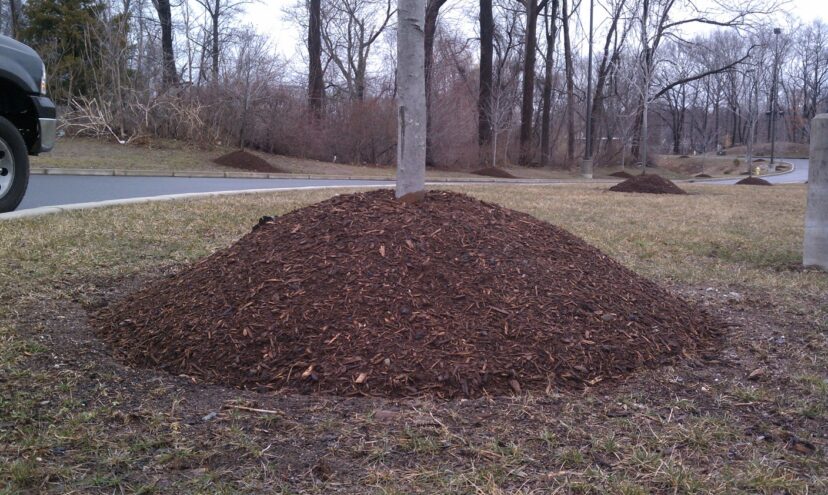 More than a 4-inch mulch depth can cause problems with oxygen and moisture levels. Avoid mulch “volcanoes.”