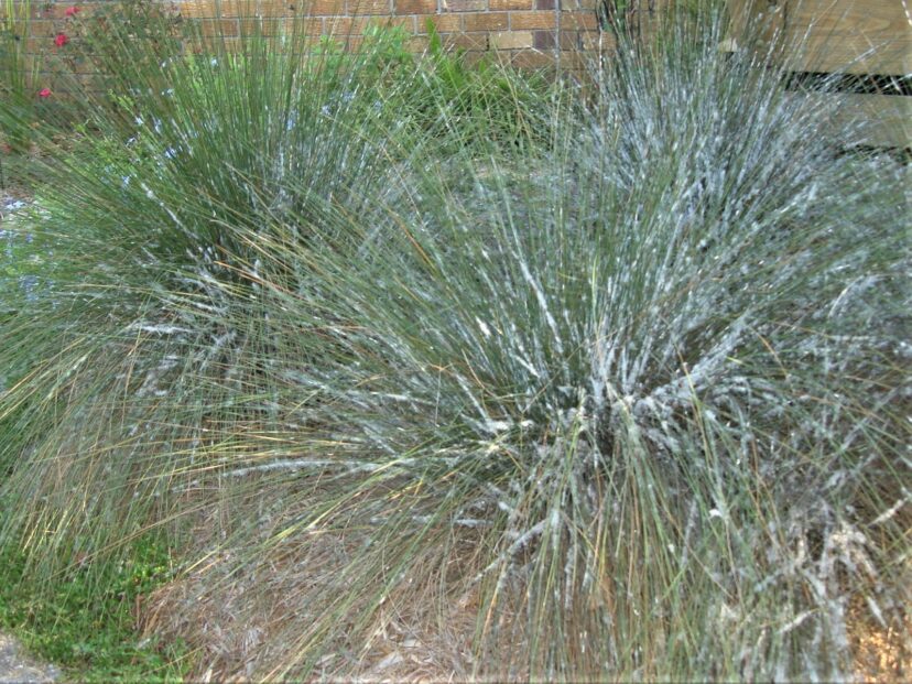 Muhly grass infested with muhlygrass mealybug (Stemmatomerinx acircula).
