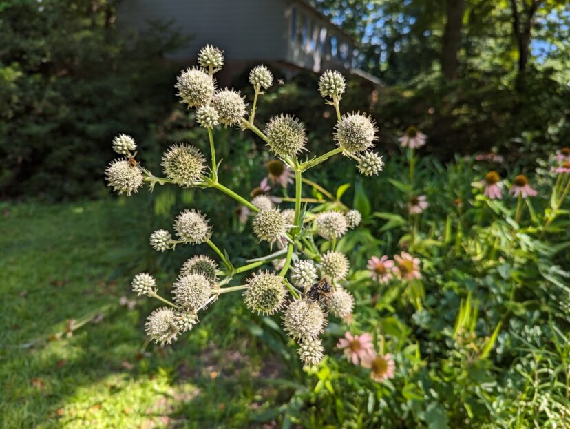 Native plants like rattlesnake master attract beneficial insects to the garden. How many bees and wasps do you see? (I found six! Hint: There’s a little hanky panky going on between wasps.)
