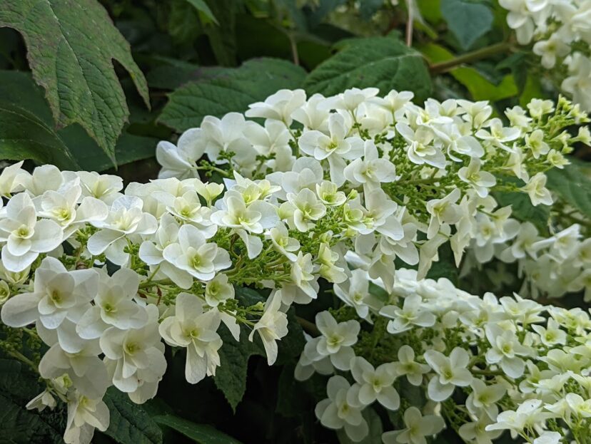 Oakleaf hydrangea is a native hydrangea used extensively in landscaping.
