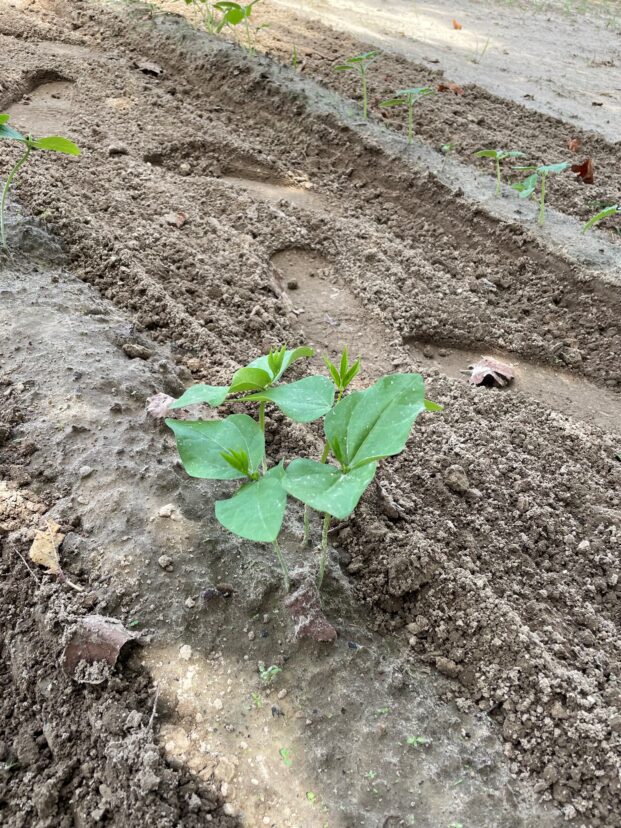 Peas planted for the fall garden.