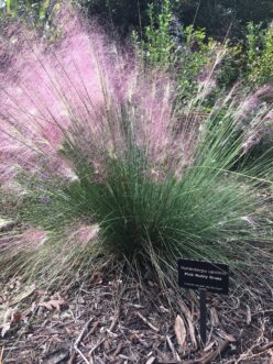 Pink muhly grass popular ornamental grass because of their wispy floral displays and durability in the landscape.