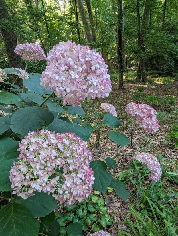 Native Hydrangeas Home & Garden Information Center