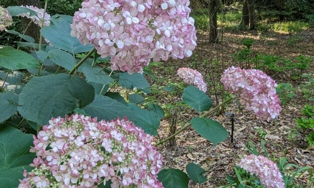 Native Hydrangeas