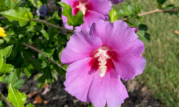 Bring on the Heat—Bring on the Blooms with Rose-of-Sharon