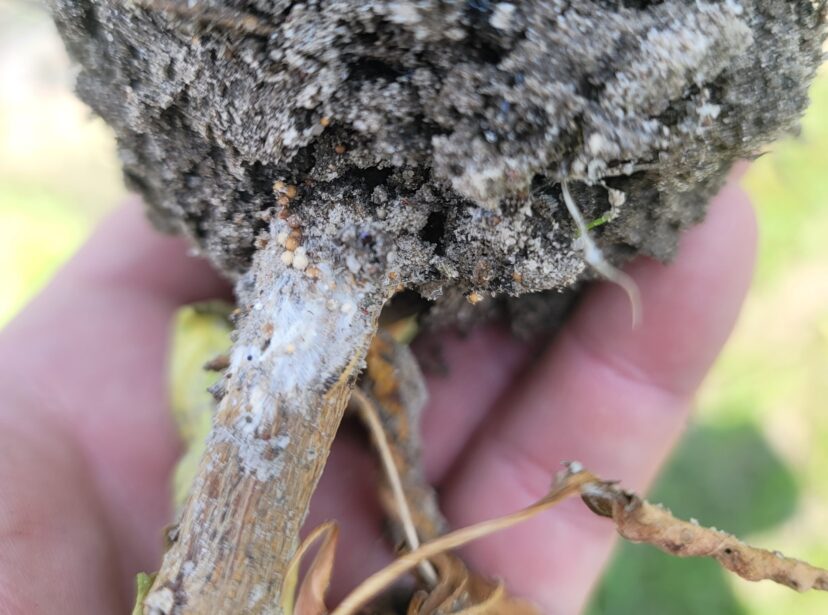 Southern stem blight sclerotia developing on a pepper stem near the soil line.