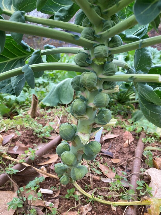 Sprouts develop from axillary buds (leaf buds) along the stalk. They are approaching full-size (1 to 1 ½ inches) in early December. Lower leaves were removed to hasten sprout development.
