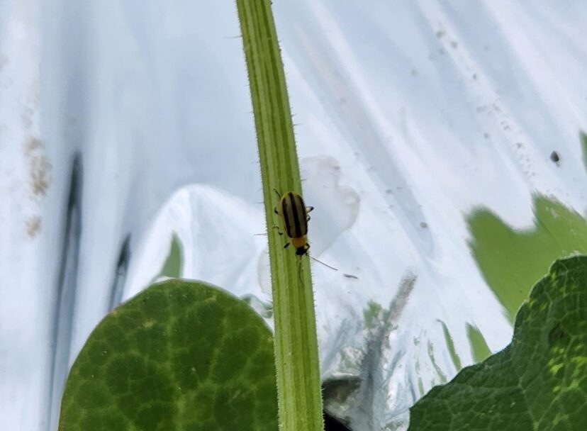Striped cucumber beetle on squash.