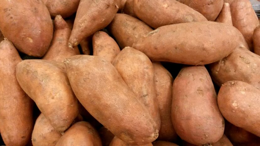 Sweetpotatoes will be ready to harvest this month.
