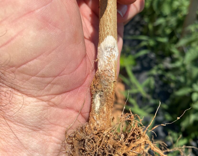 Symptoms of Southern blight on pepper can be observed on the stem right at the surface of the soil.