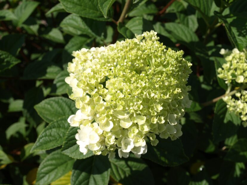 The blooms on Little Lime® (Hydrangea paniculata ‘Jane’ PP22,320) emerge lime green and turn creamy white.