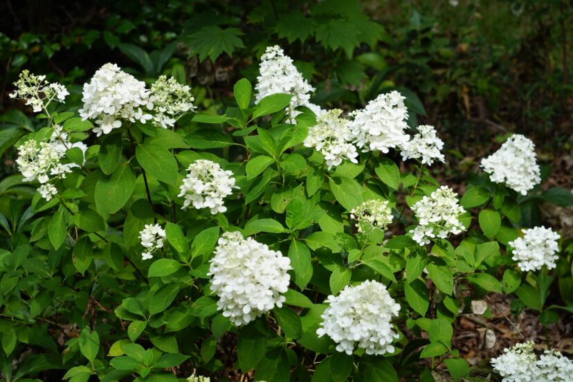 The bright white flowers of White Wedding® (Hydrangea paniculata ‘LeeP1’ PP28973) make great cut flowers.