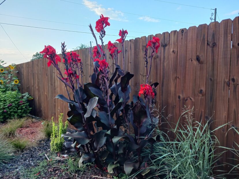 The dark foliage and bright red flowers of Australia Canna (Canna x generalis ‘Australia’) are standouts in the garden.