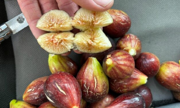 SC Fruit and Vegetable Field Report- July 24, 2023