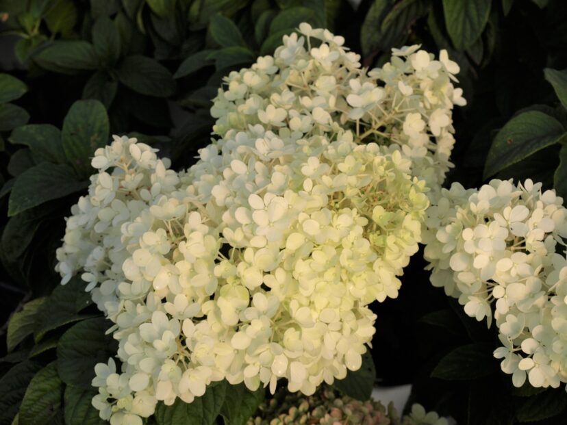 The flowers of Bobo® (Hydrangea paniculata ‘ILVOBO’ PP22,782) cover the whole plant in summer.