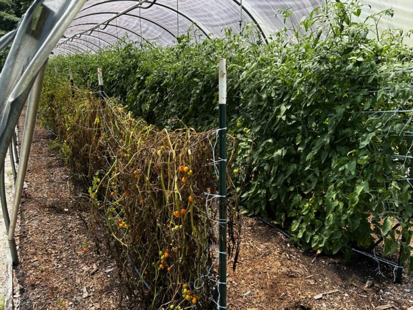 The row on the left has succumbed to bacterial wilt.