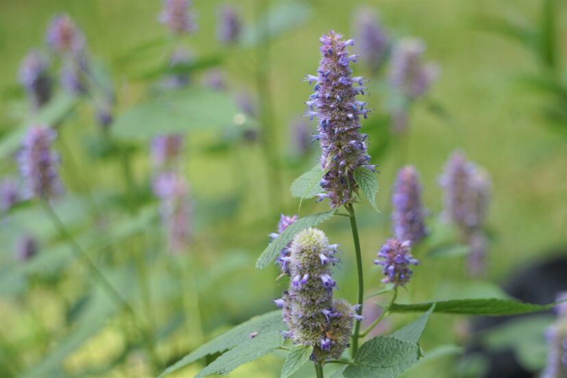 The unscented bloom spikes are made up of tiny lavender or purple two-lipped, cylindrical flowers, blooming from June to September.