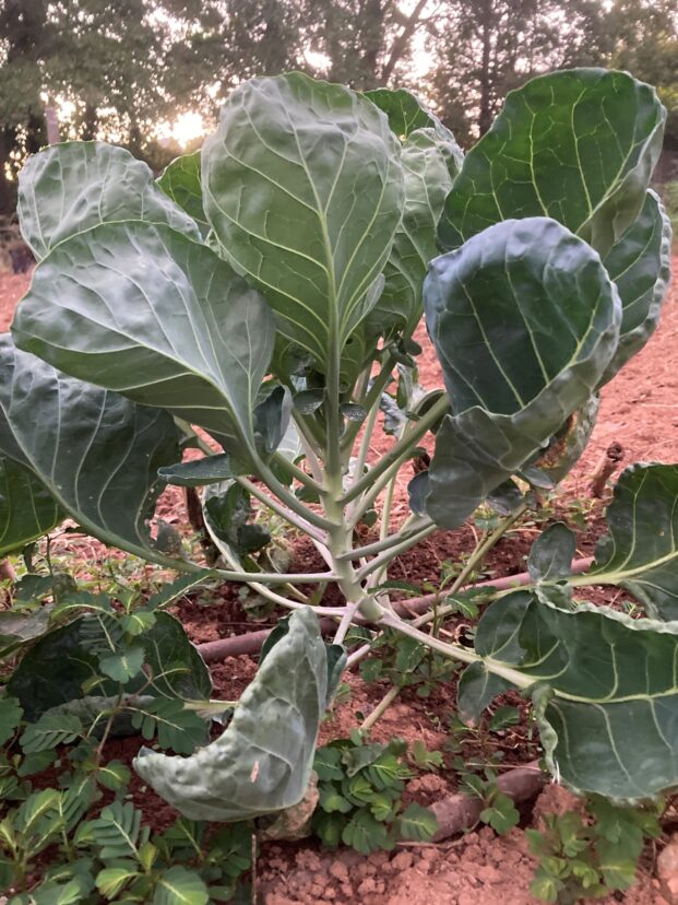 This plant is two months old in October, and the sprouts are not yet developing. Longer stalks yield more sprouts than shorter ones.