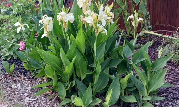 Cannas Can Take the Heat!