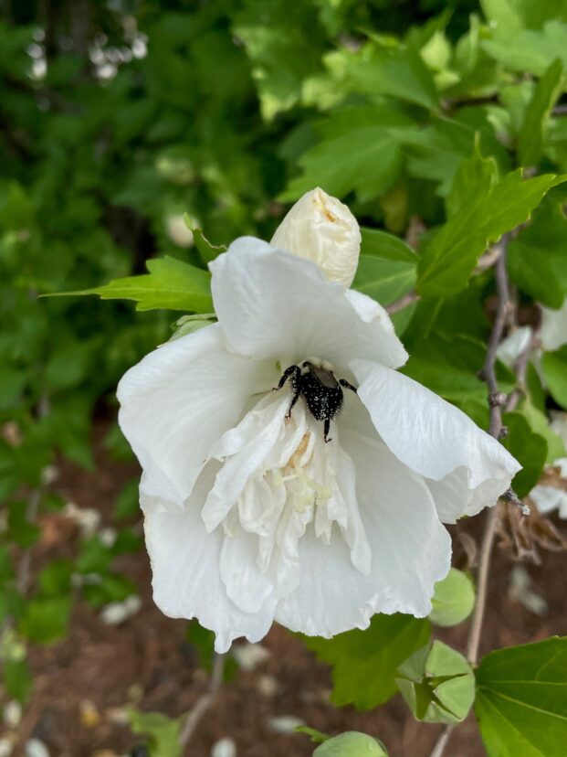 Unlike single rose-of-Sharon (Hibiscus syriacus) flowers with easy-to-reach stamens and pistils, pollinators have to contend with more petals and petaloids in semi-double flowers.