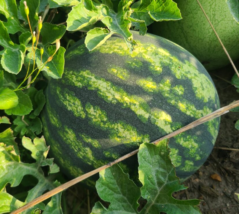 Watermelons are looking great.