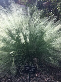 'White Cloud' muhly grass also a popular ornamental grasses because of their wispy floral displays and durability in the landscape