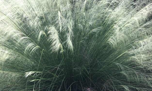 Muhlygrass Mealybug