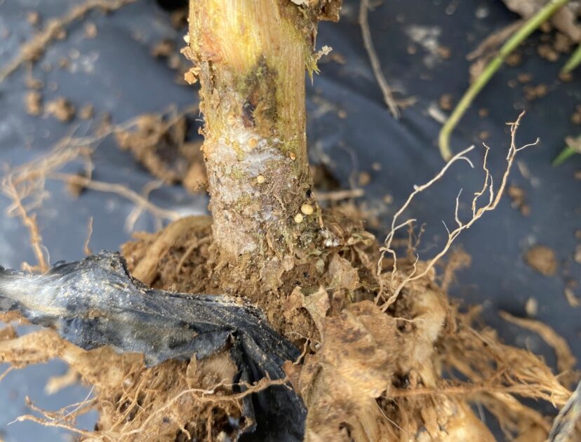White mycelium and sclerotia from Southern blight are visible on this stem right at the soil line.