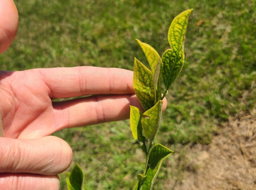 A blueberry plant showing iron deficiency.