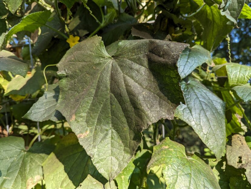 Whiteflies are feasting on my cucumber vines, causing sooty mold to grow on the leaves.