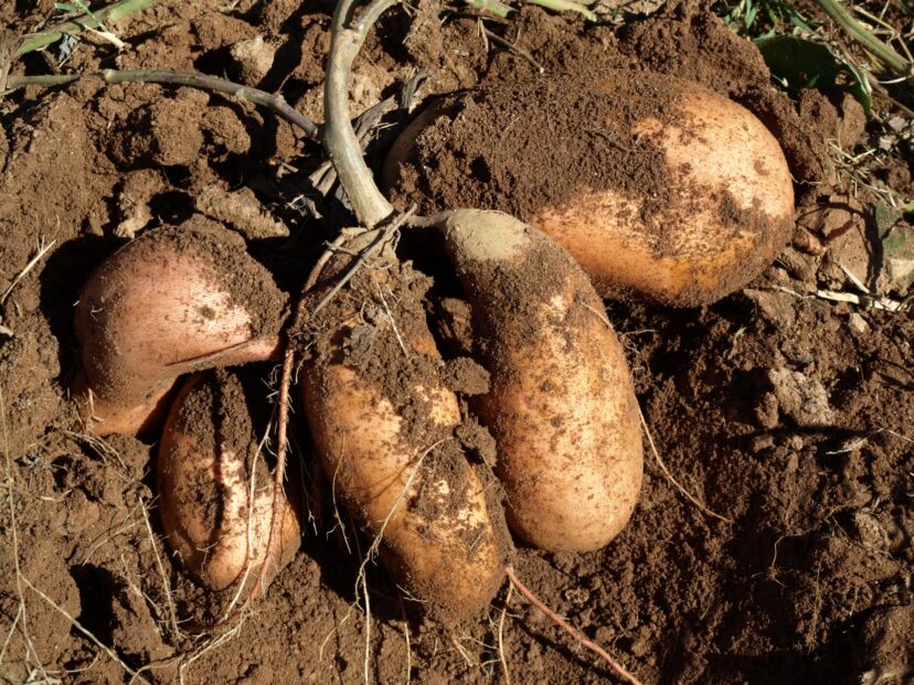 It's time to harvest sweetpotatoes when the vines begin to turn yellow.