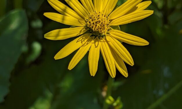 Prairie dock, prairie rosinweed
