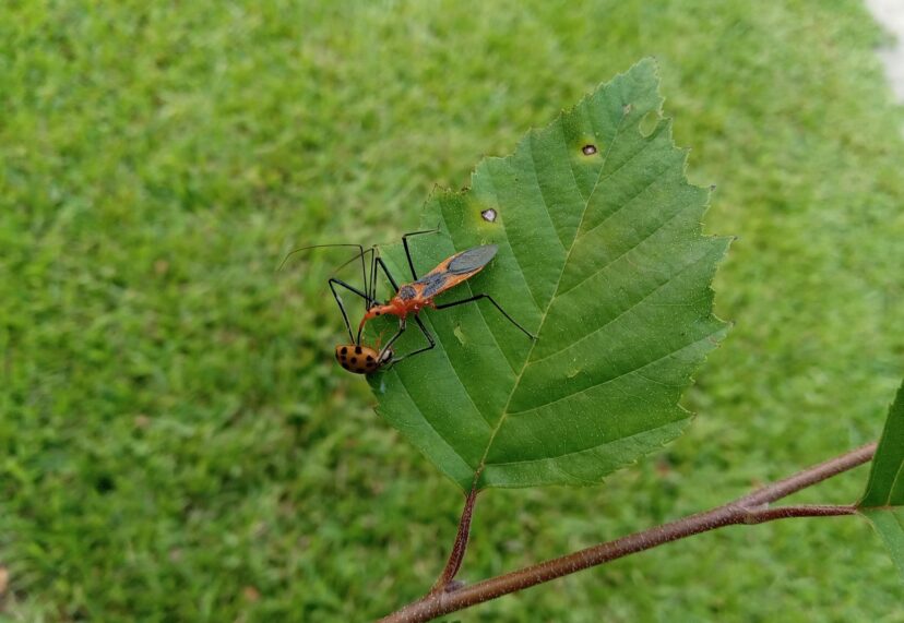 An assassin bug feeding on a lady beetle.