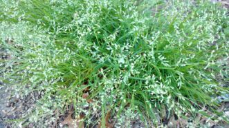 Annual bluegrass (right) also a common lawn and landscape weedy grasses with herbicide-resistant biotypes.