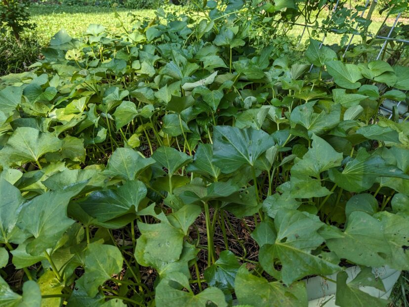 ‘Beauregard’ sweet potato plants will be harvested soon.