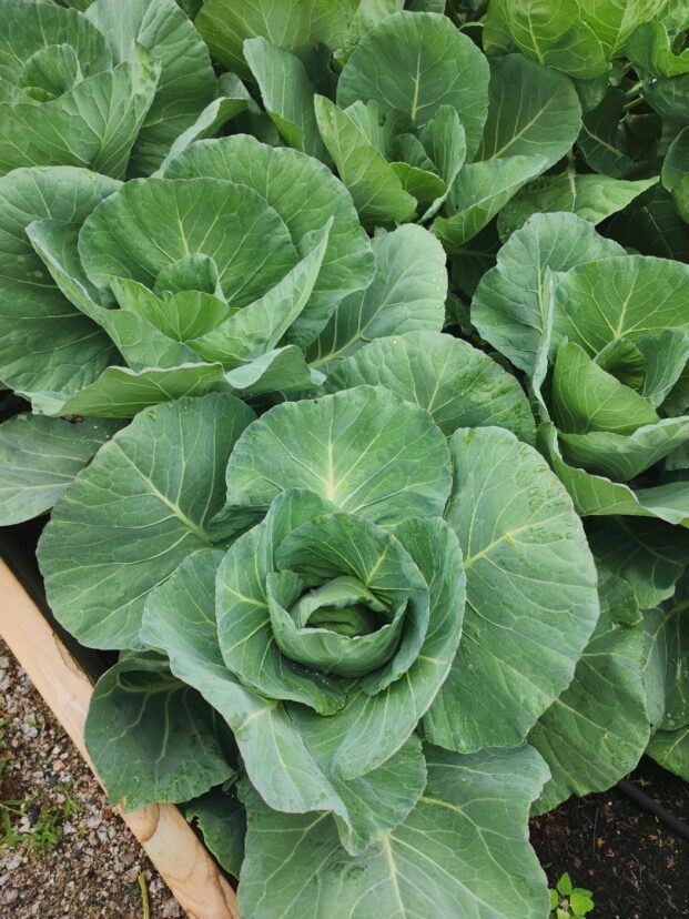 cabbage