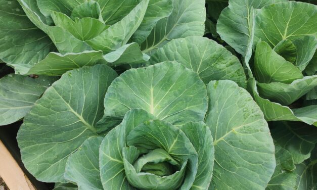 This Month in Your Garden September 2023
