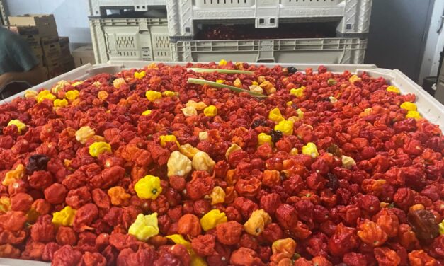 SC Fruit and Vegetable Field Report – August 28, 2023