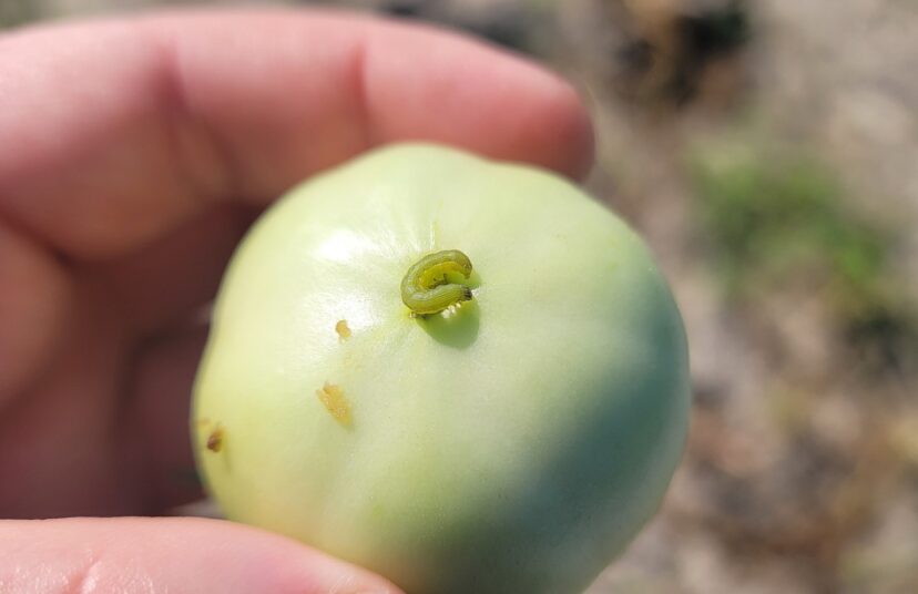 Caterpillars are showing up in tomatoes.