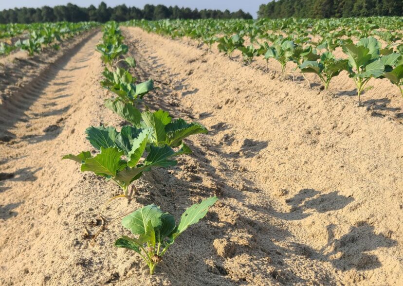 Collard transplants are developing well in the Midlands.