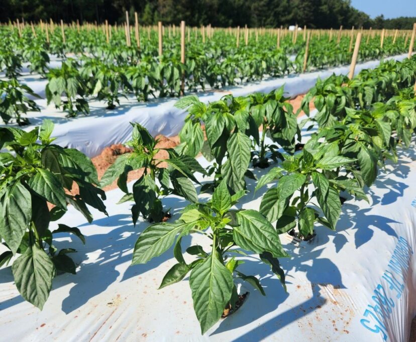 Fall peppers are looking good and are starting to flower.