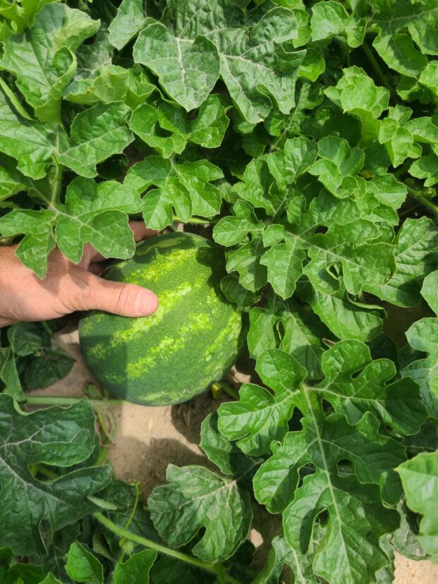 Fall watermelons maturing.